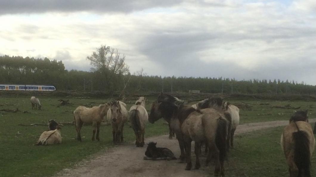 Konikpaarden in Oostvaardersplassen