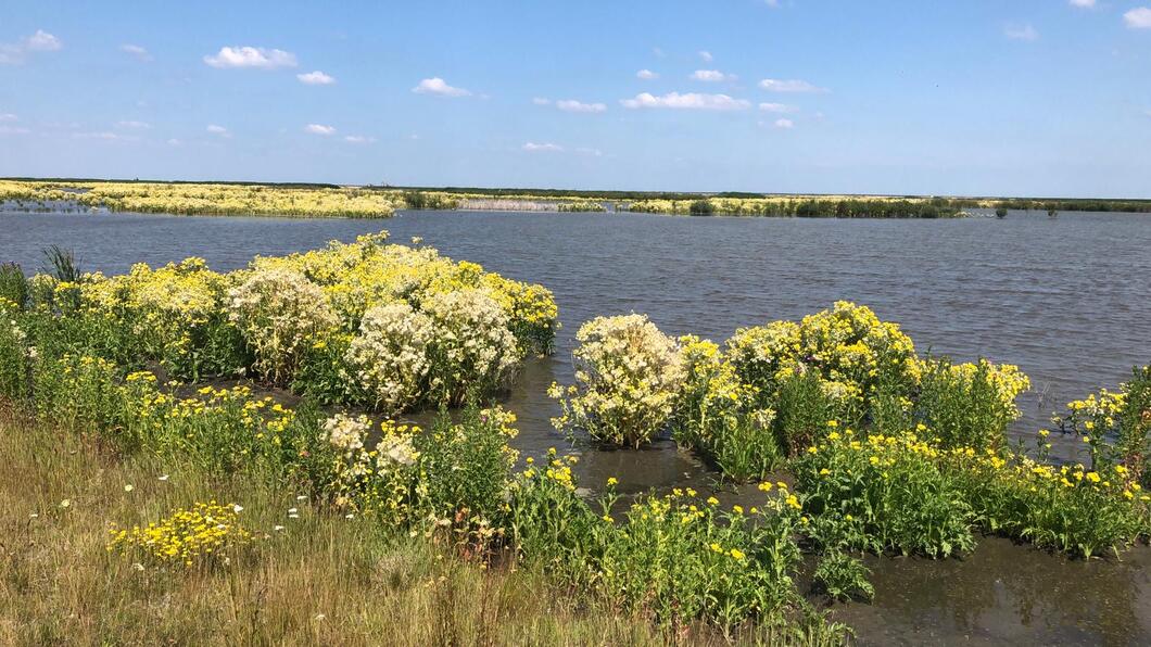 Markerwadden