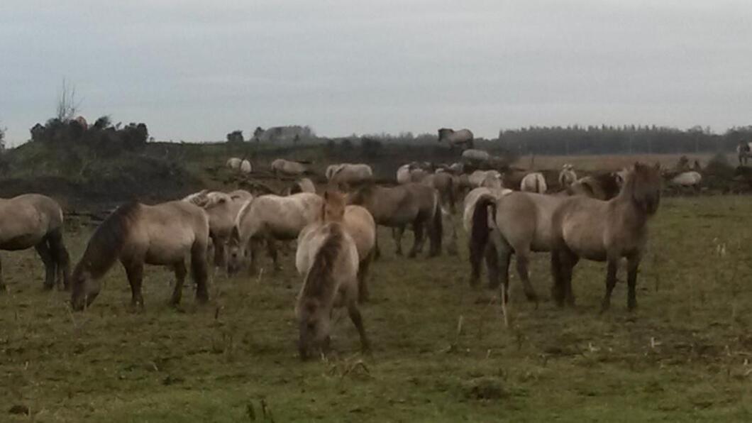 konikpaarden