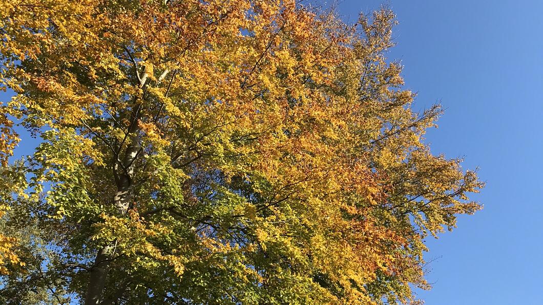 Herfst bomen