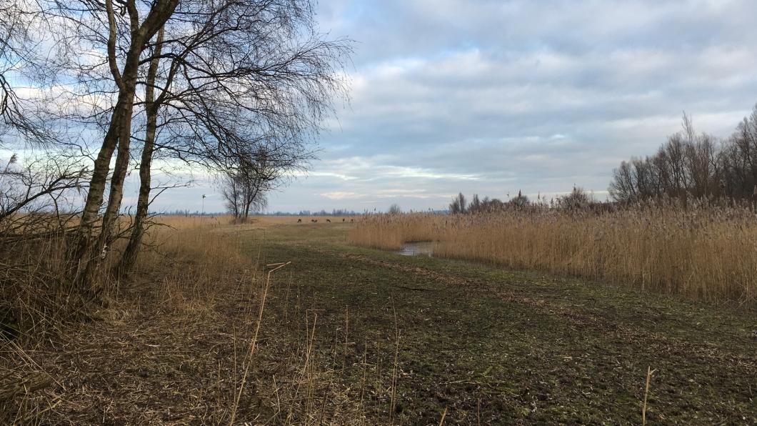 Oostvaardersplassen 975EE660-E0FB-494D-B077-327E9CEBFD1E.jpeg