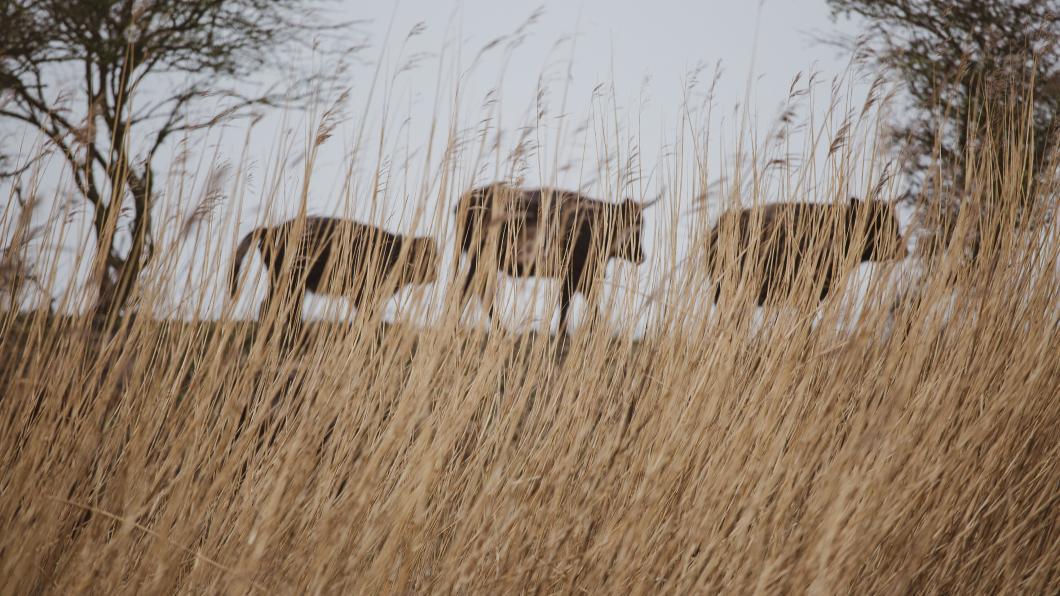 Beeldbank GroenLinks-Oostvaardersplassen-0027.jpg