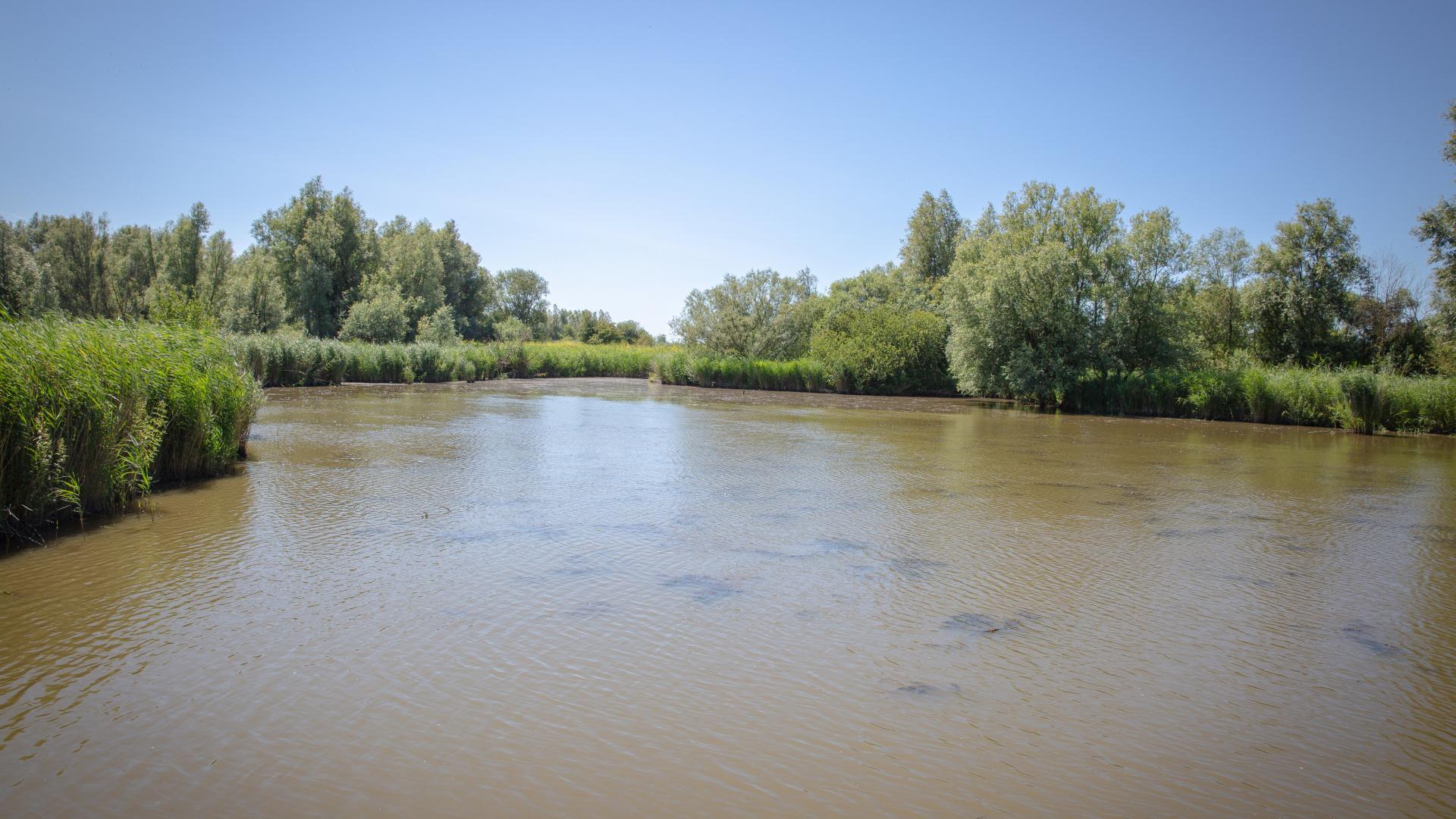 Oostvaardersplassen OVP Vissterfte