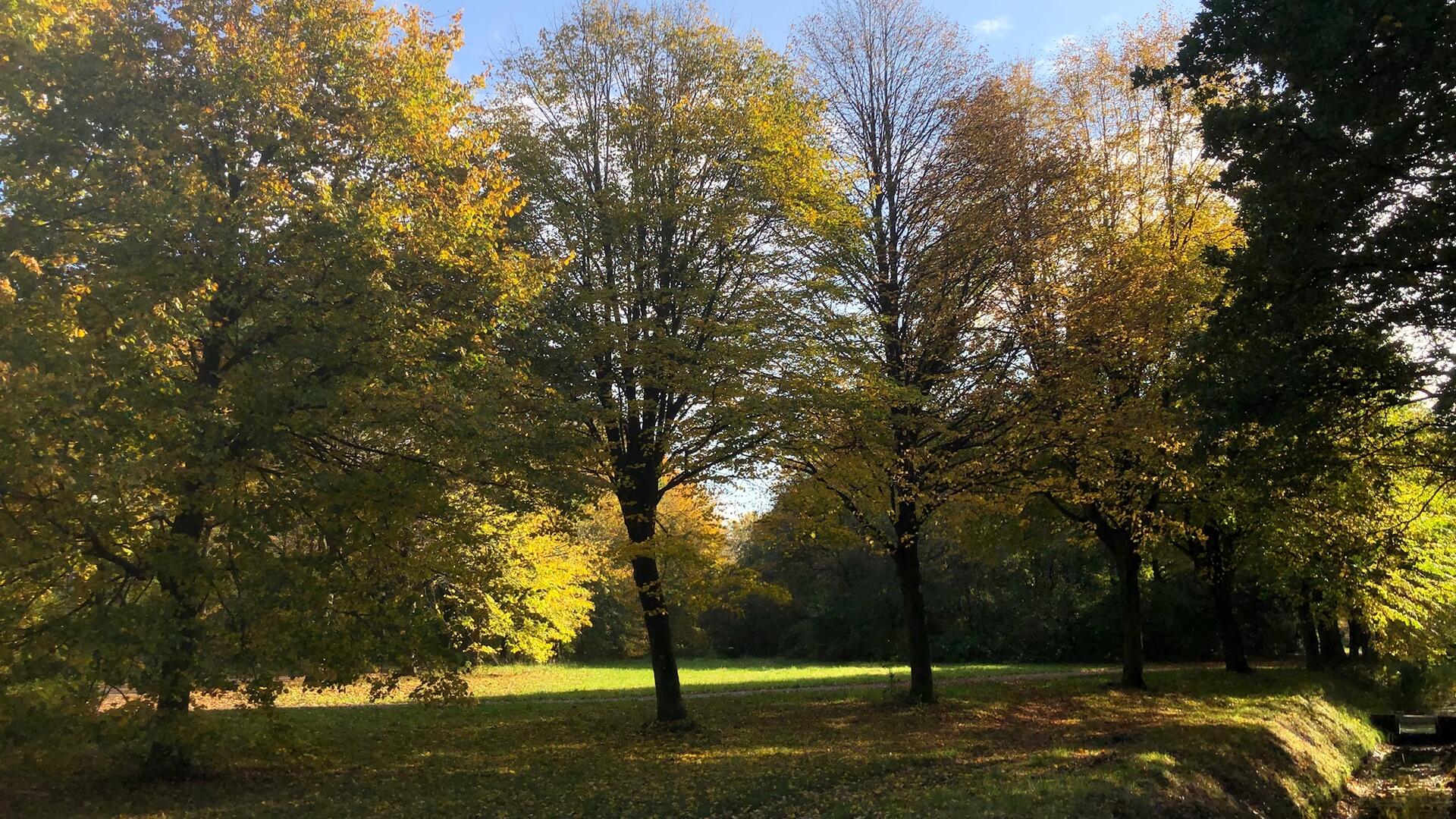 Bos en bomen