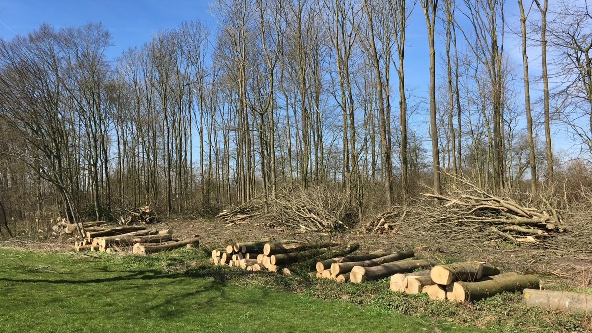 Bossen bomen