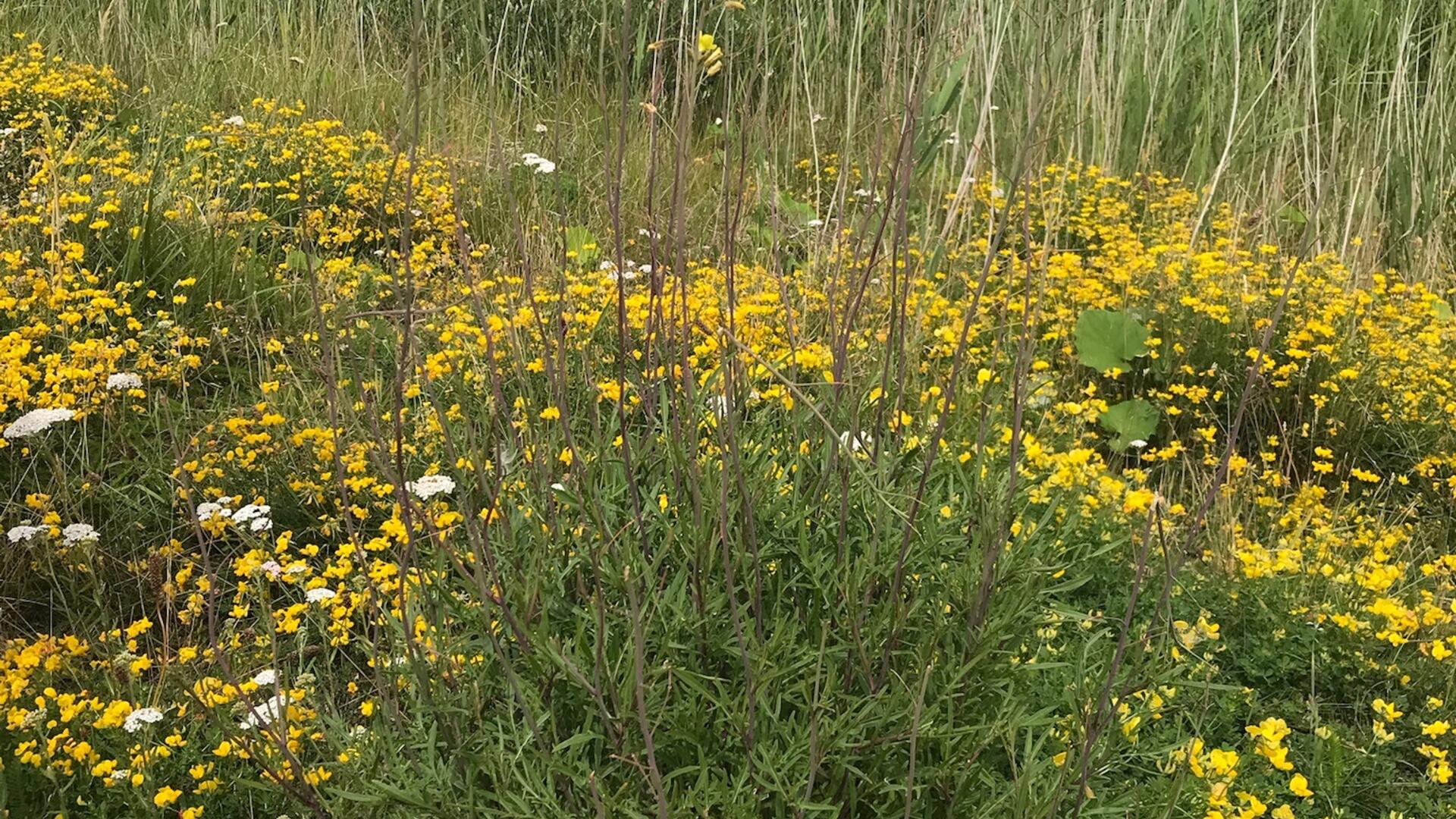 Natuur