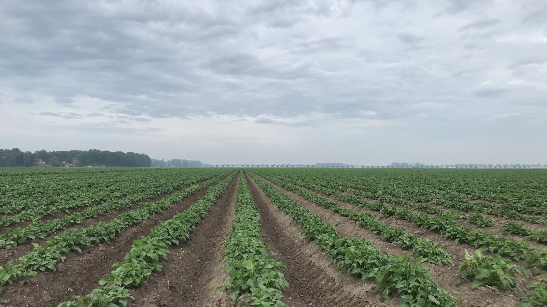 Landbouw